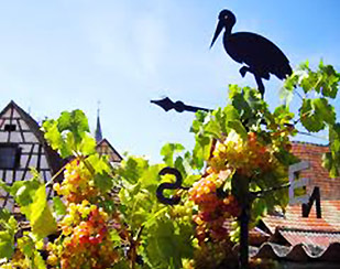ALSACE