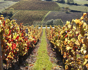 VINS DU RHÔNE